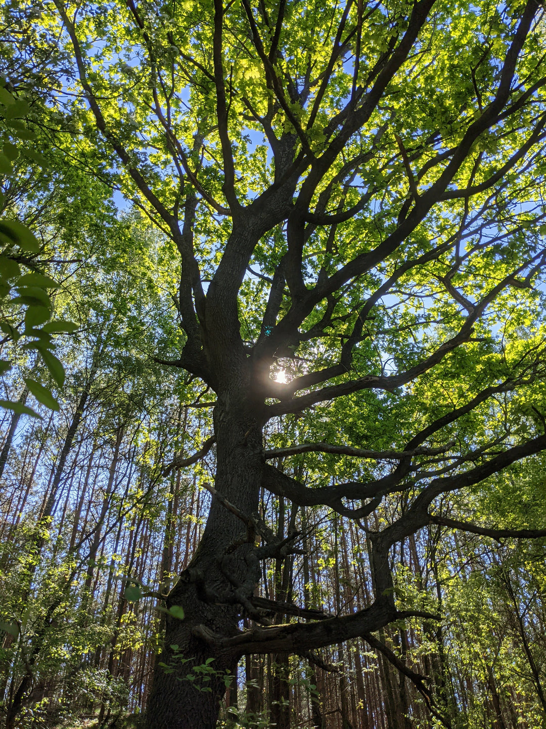 Nachhaltige Holzlampen bei MAXLUZI